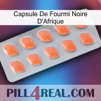 Africa Black Ant Capsule 26